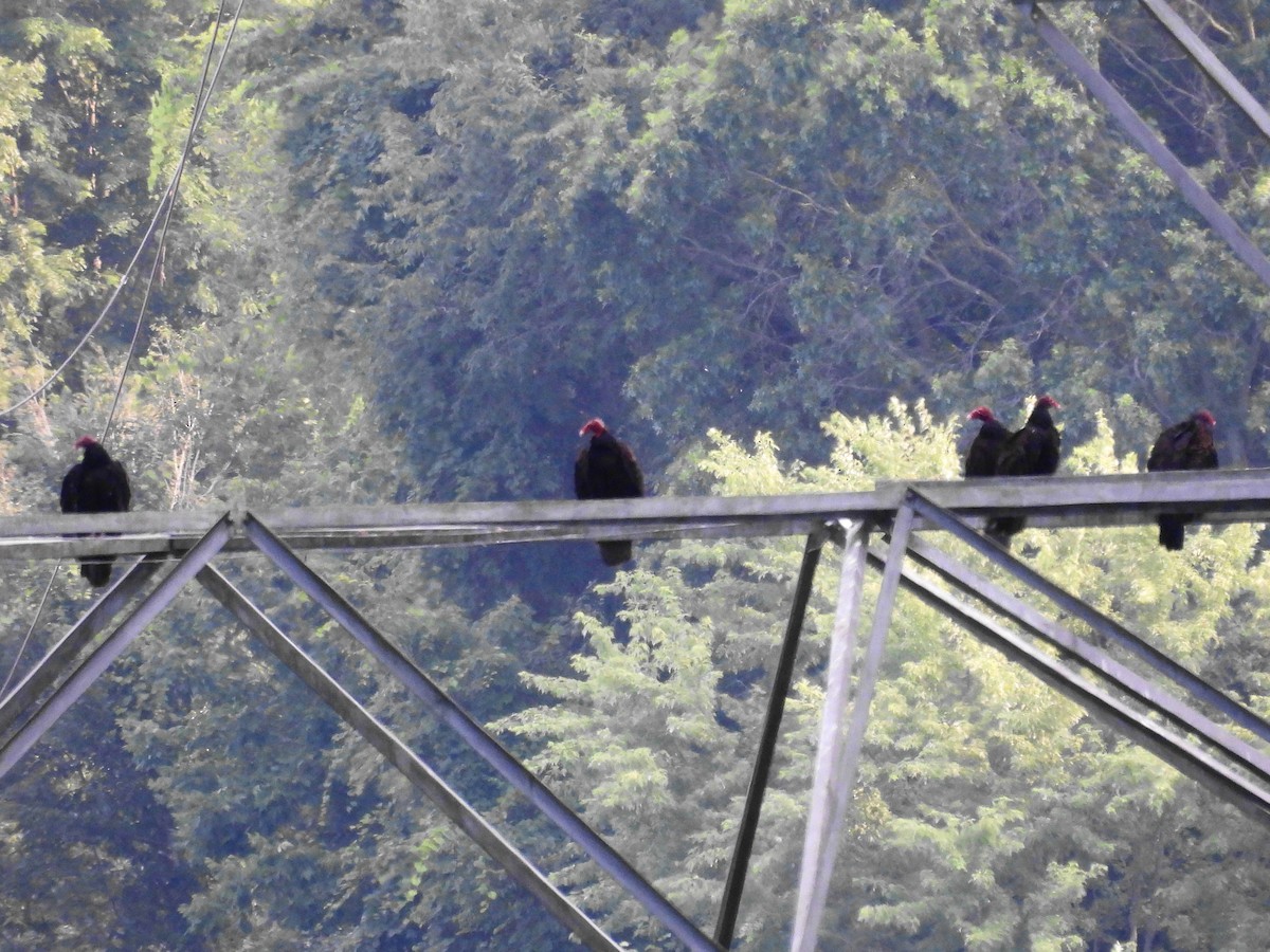 Turkey Vulture - ML639560411