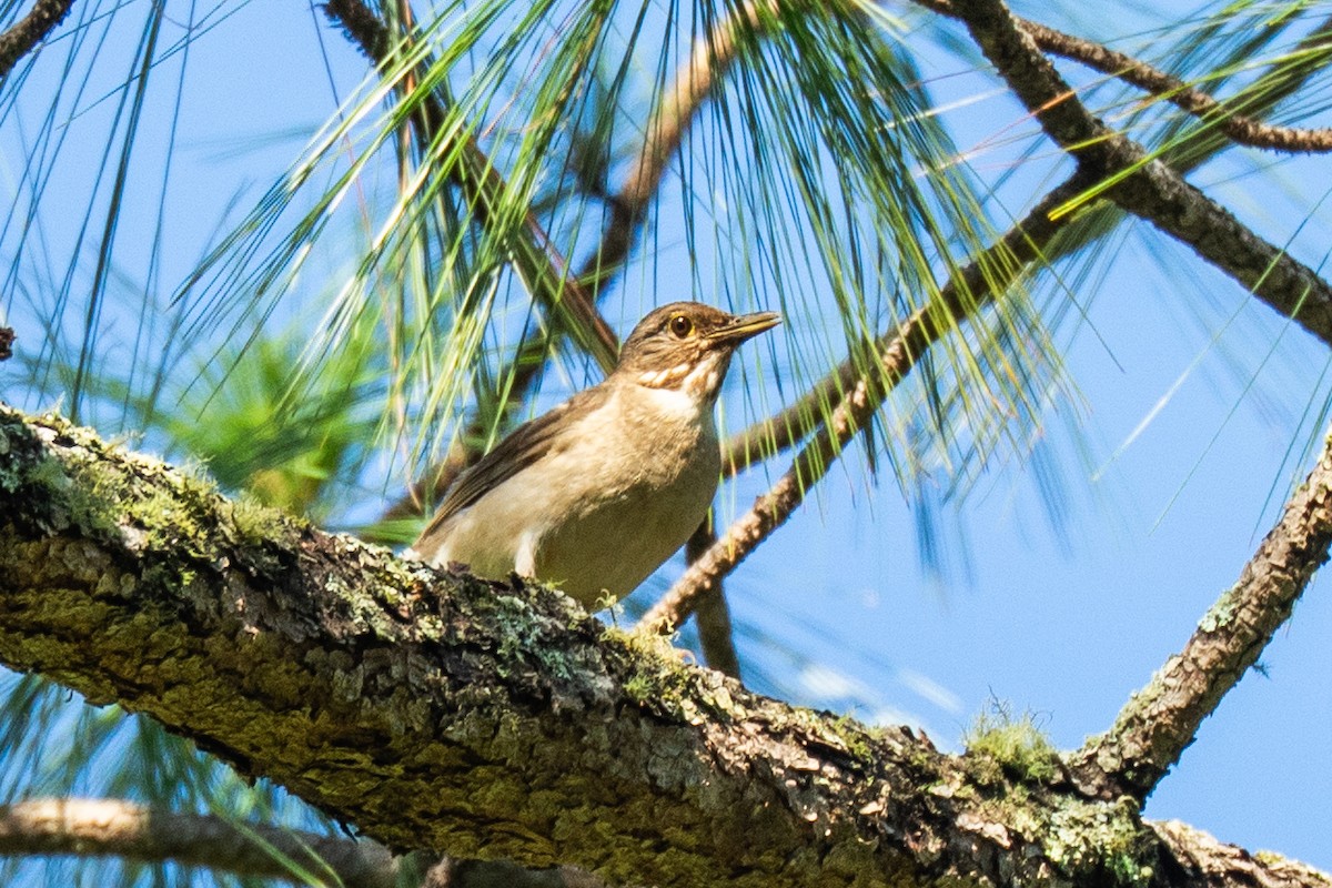 White-throated Thrush - ML639560415