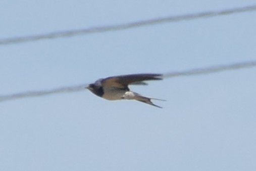 låvesvale - ML639560417