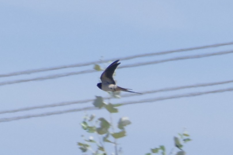 låvesvale - ML639560420