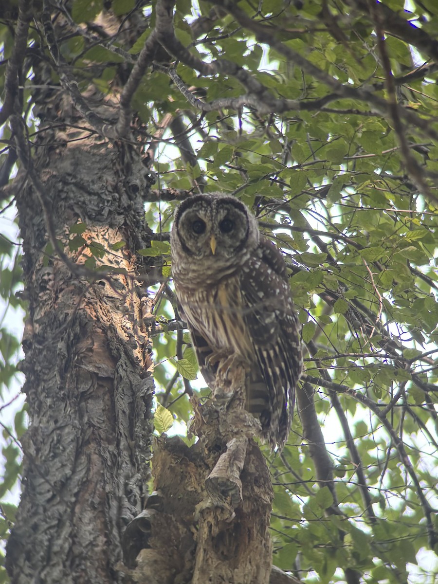 Barred Owl - ML639560452