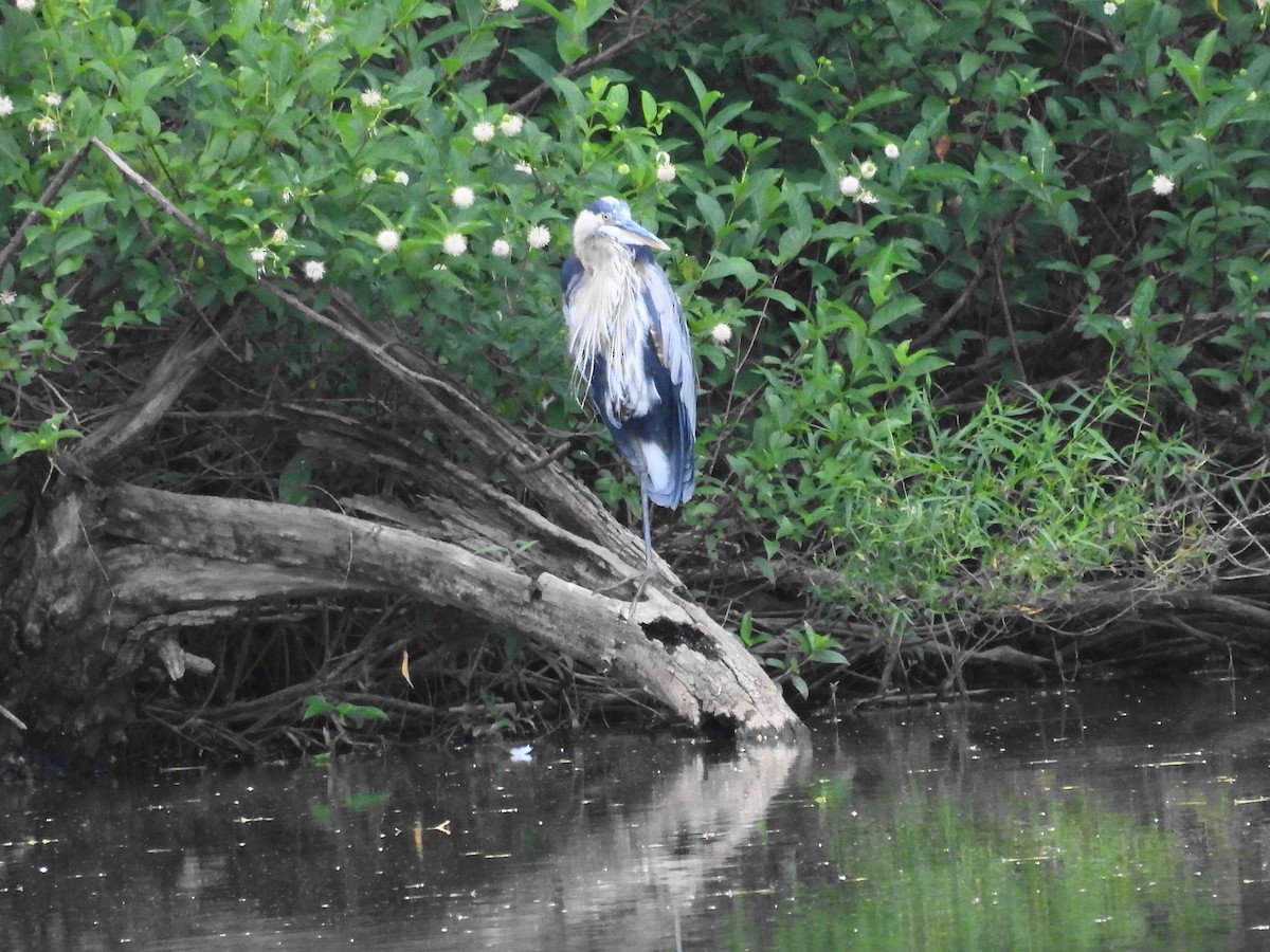 Great Blue Heron - ML639560454