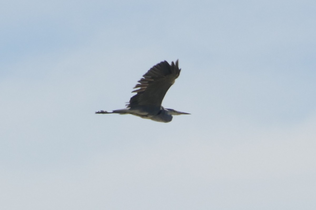 gråhegre - ML639560477