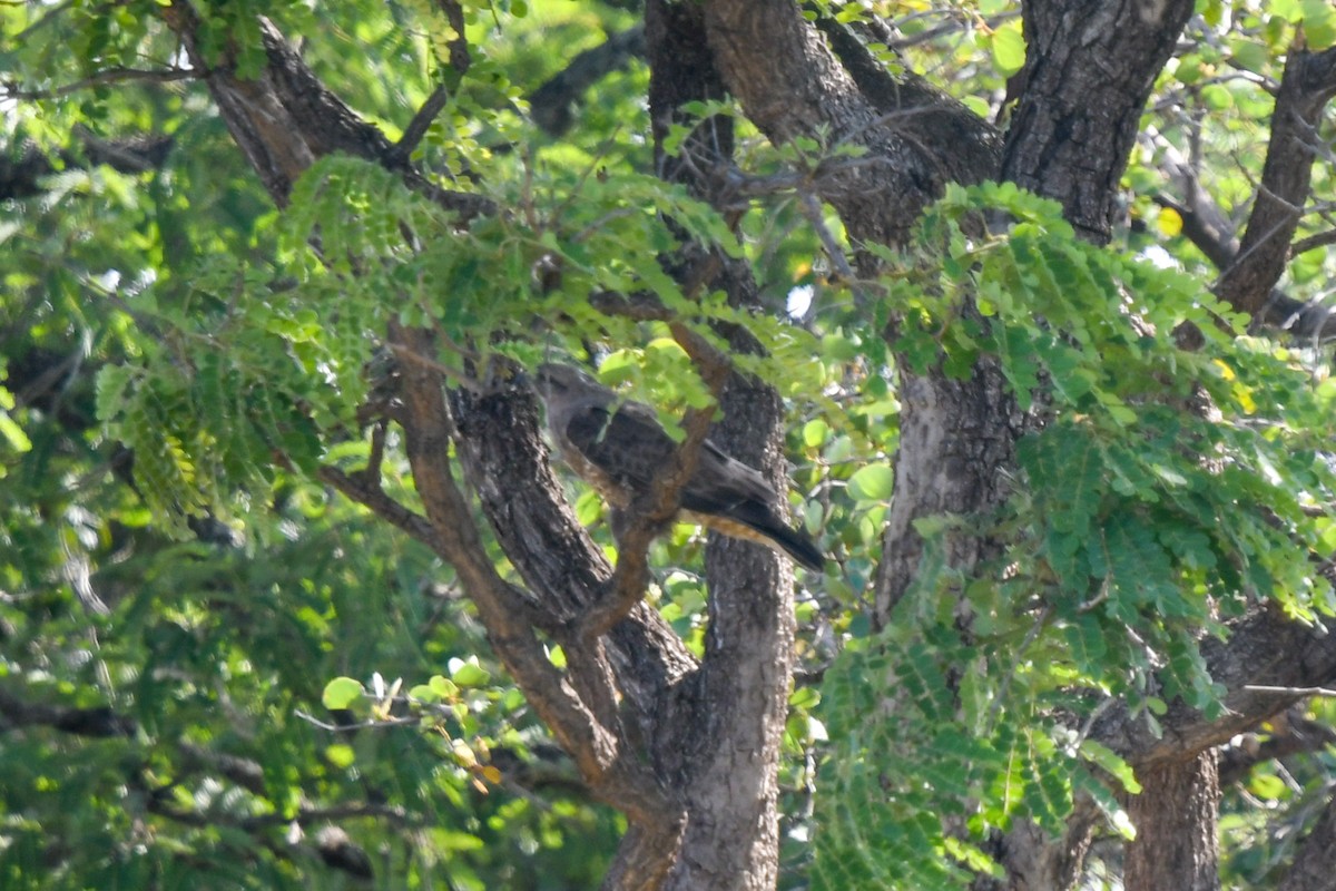 Poiana (vulpinus/menetriesi) - ML639560478