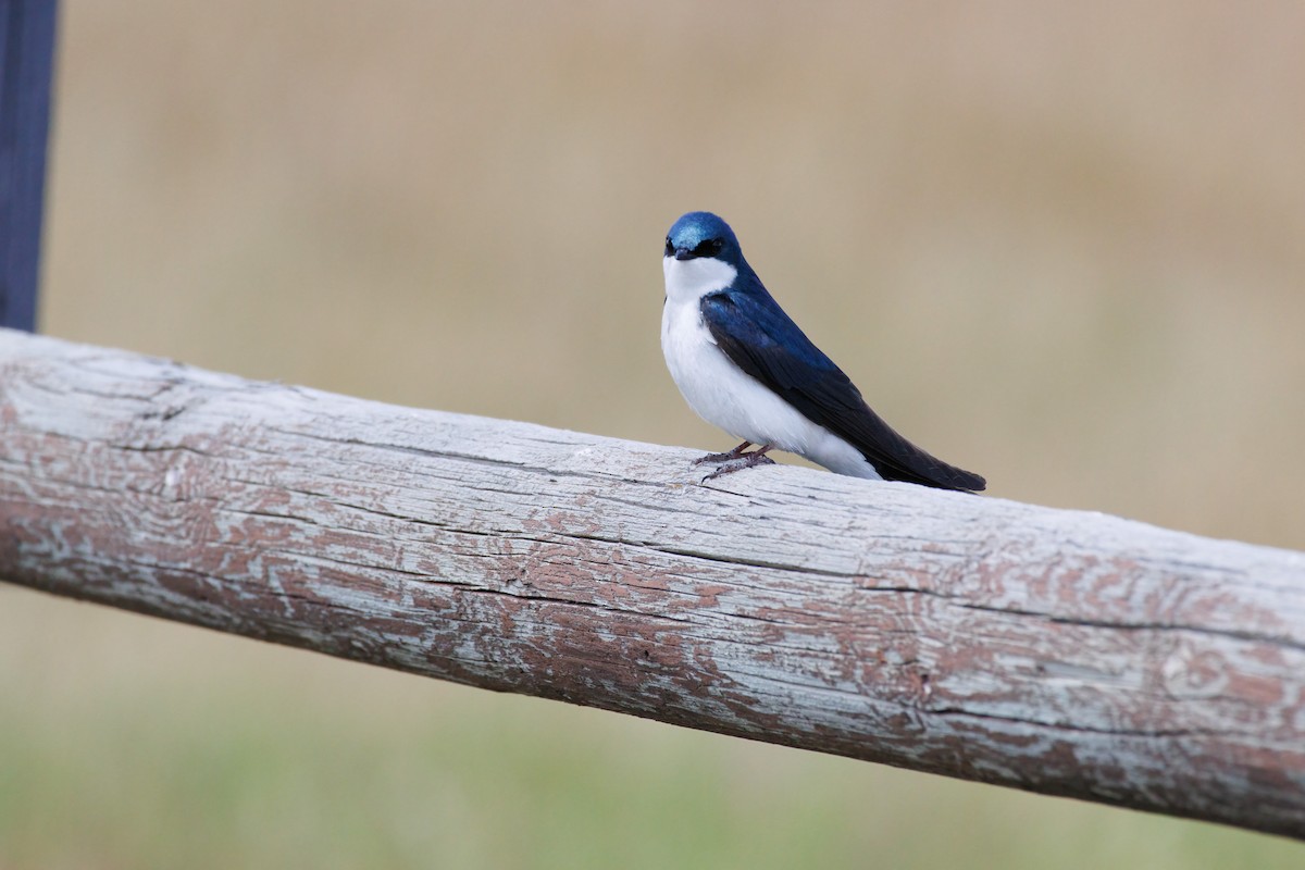 Tree Swallow - ML639560488