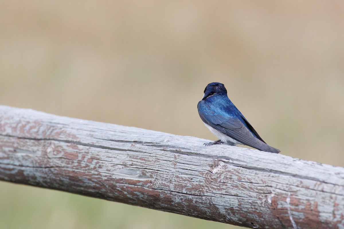Tree Swallow - ML639560493
