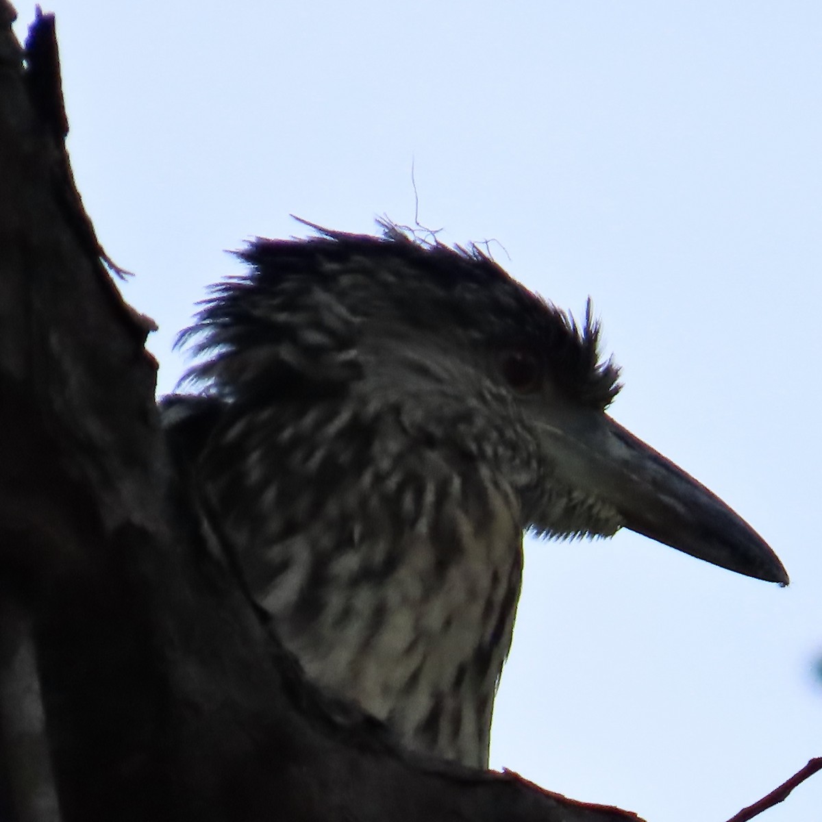 Yellow-crowned Night Heron - ML639560515