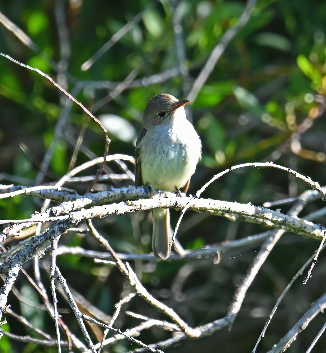 Willow Flycatcher - ML639560540