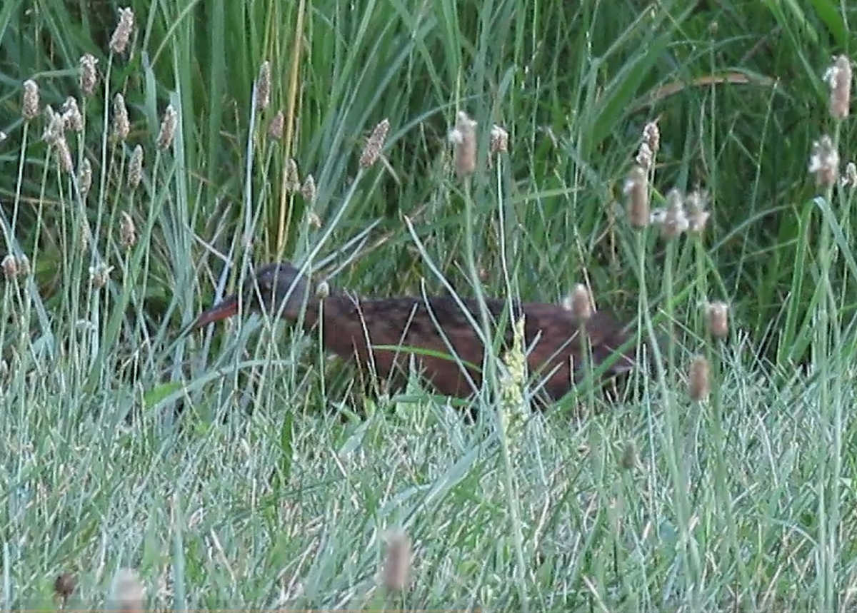 Virginia Rail - ML639560585