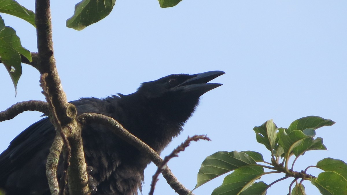 Cuban Crow - ML639560675