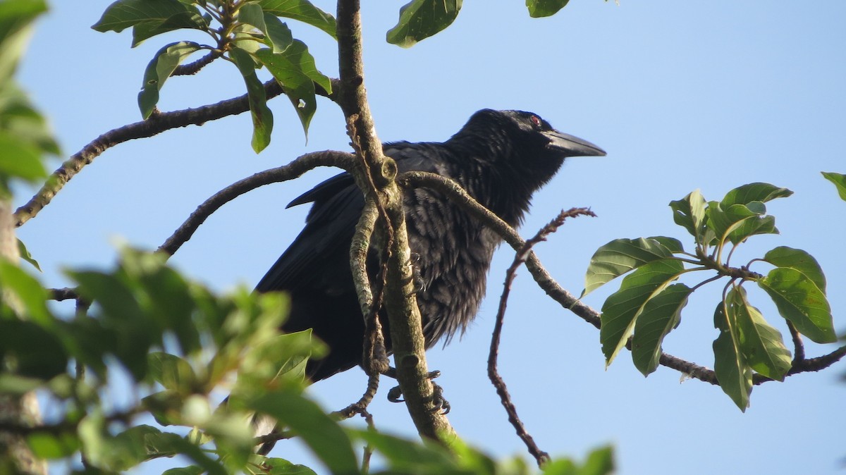 Cuban Crow - ML639560676
