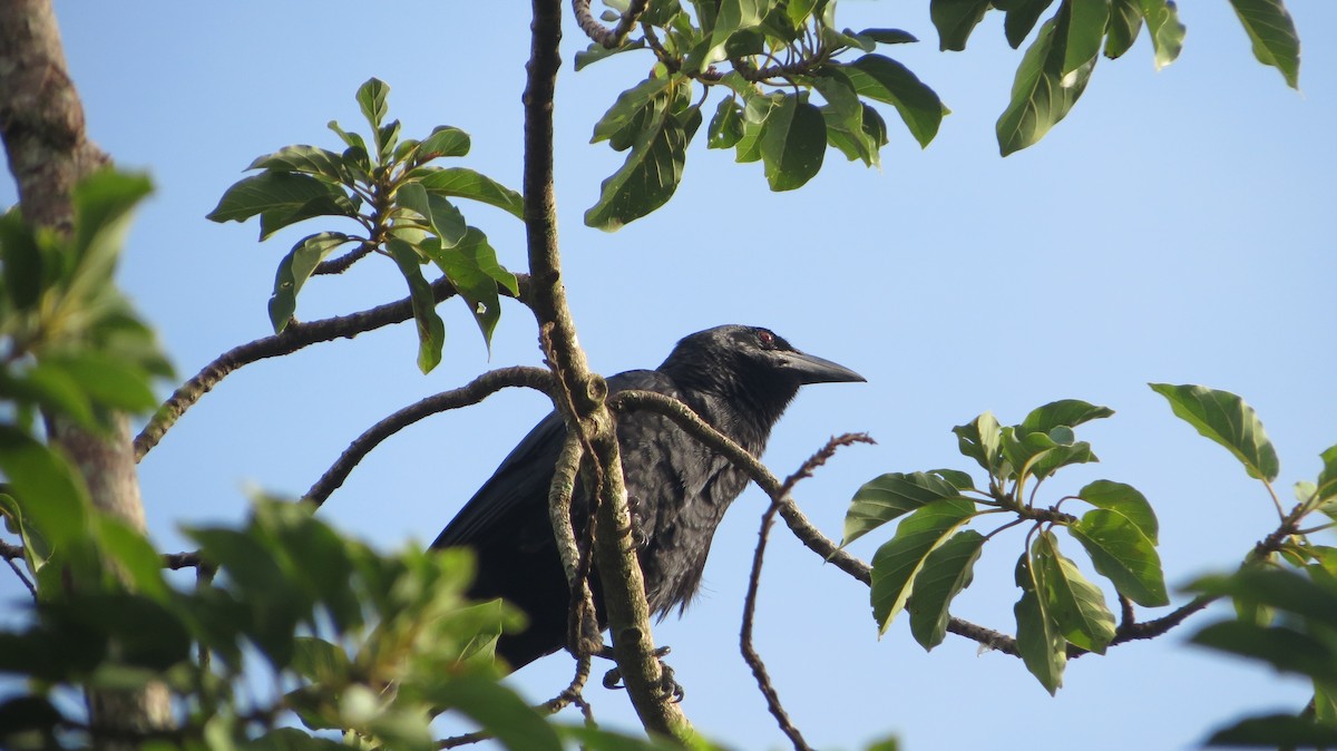 Cuban Crow - ML639560677
