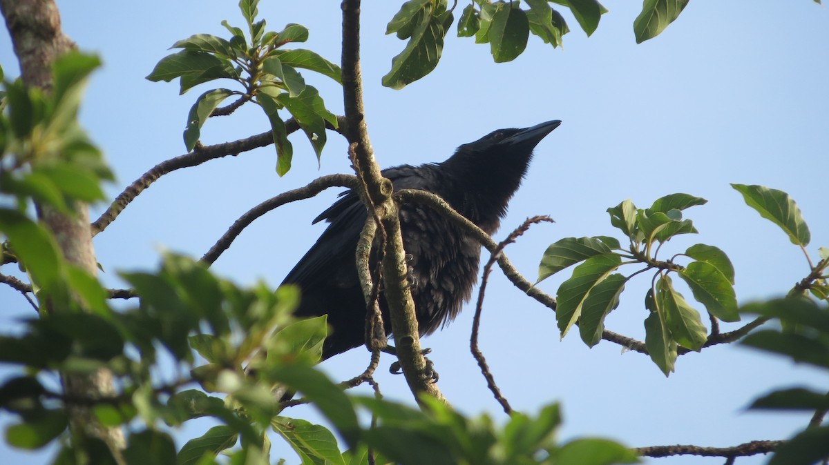 Cuban Crow - ML639560678