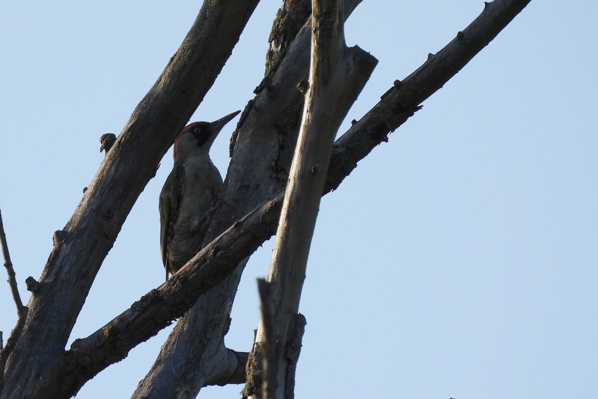 Eurasian Green Woodpecker - ML639560736