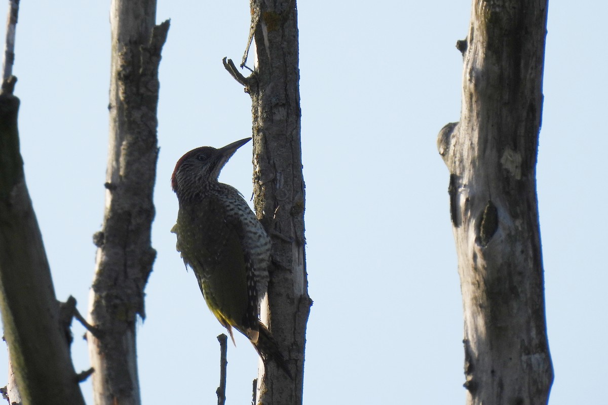 Eurasian Green Woodpecker - ML639560737