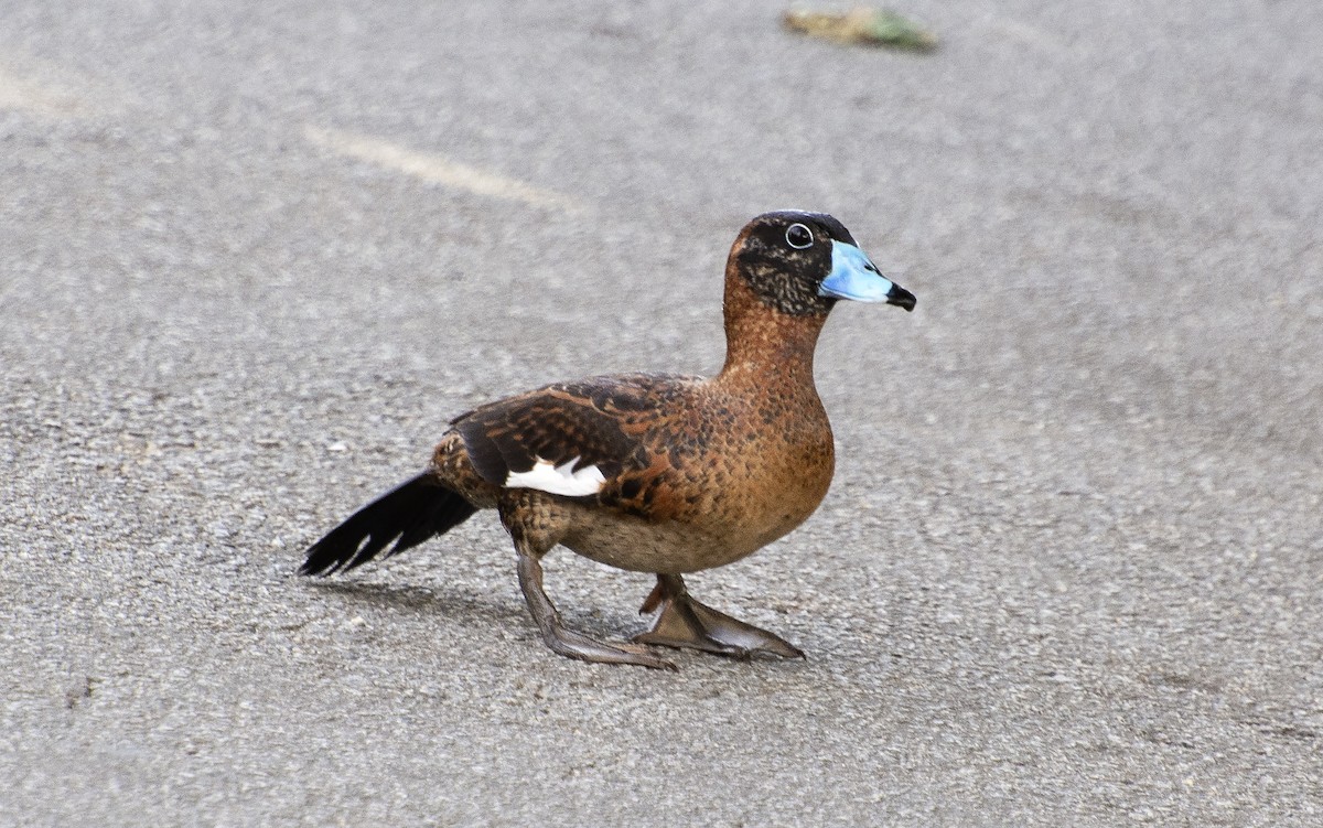 Masked Duck - ML639560743