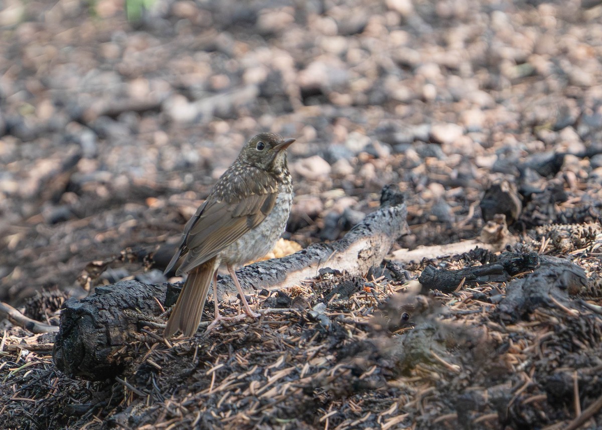 Hermit Thrush - ML639560748