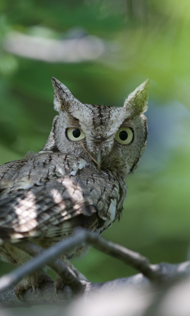 Eastern Screech-Owl - ML639560749