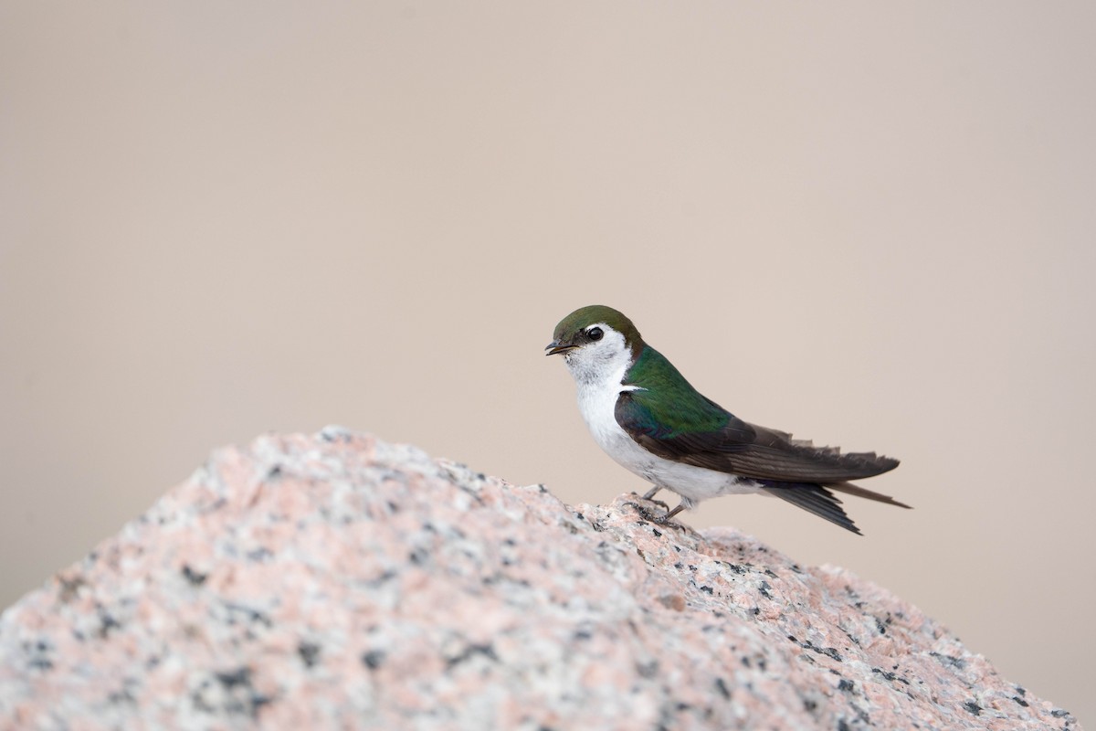 Violet-green Swallow - ML639560766