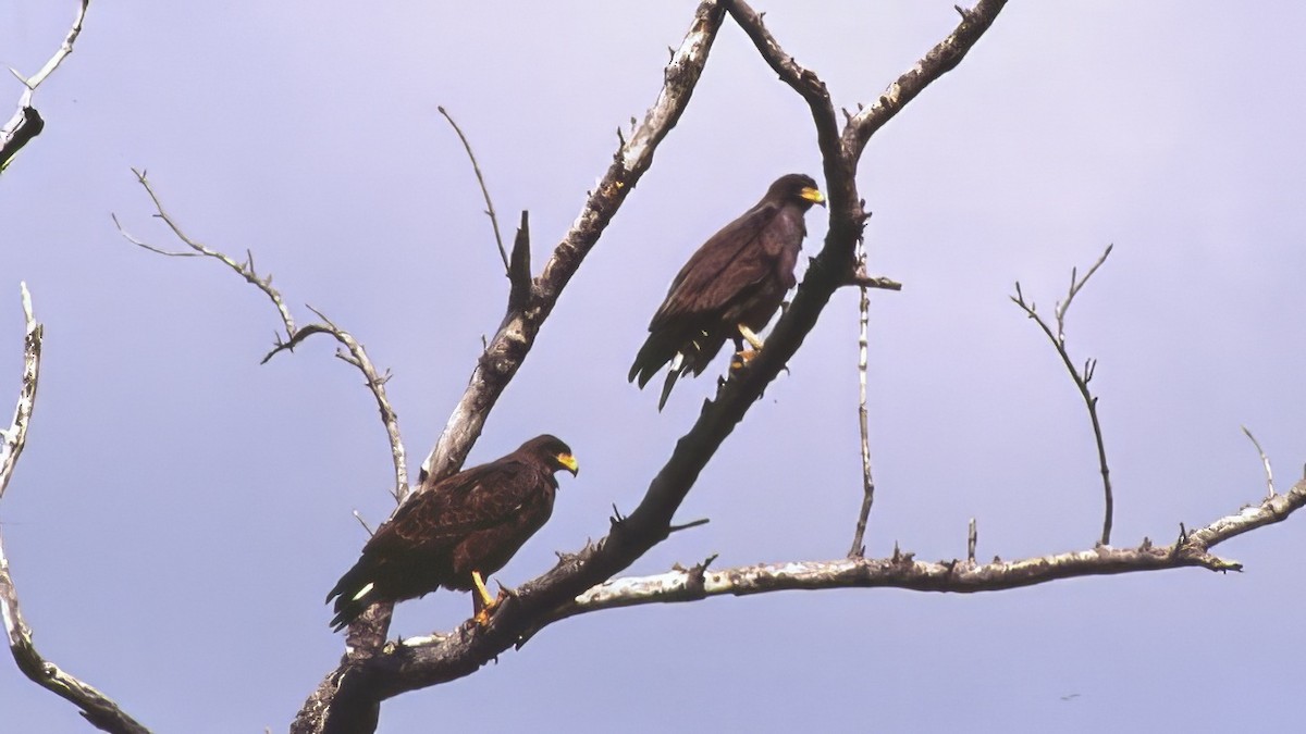 Cuban Black Hawk - ML639560794