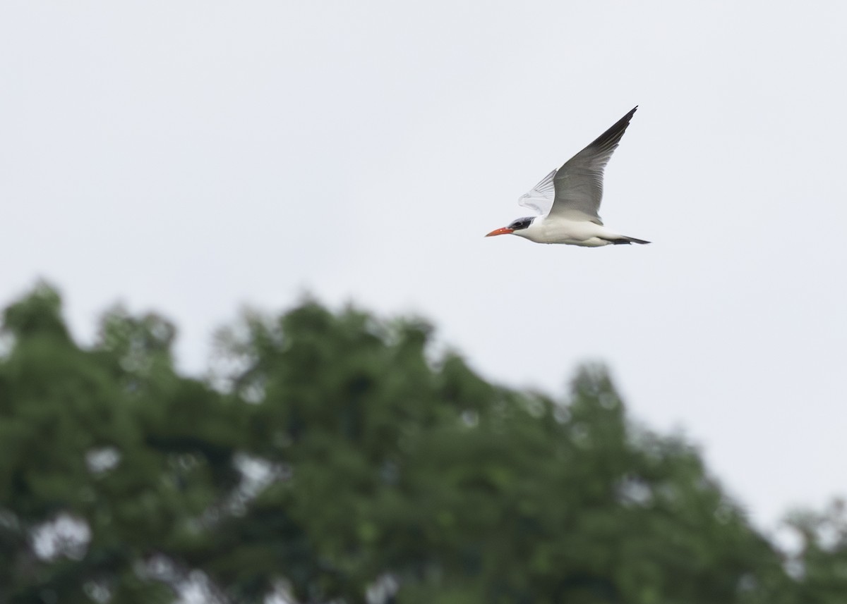 Морин хараалай - ML639560820