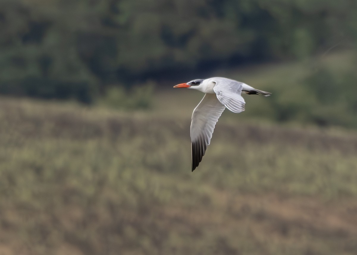 Морин хараалай - ML639560821