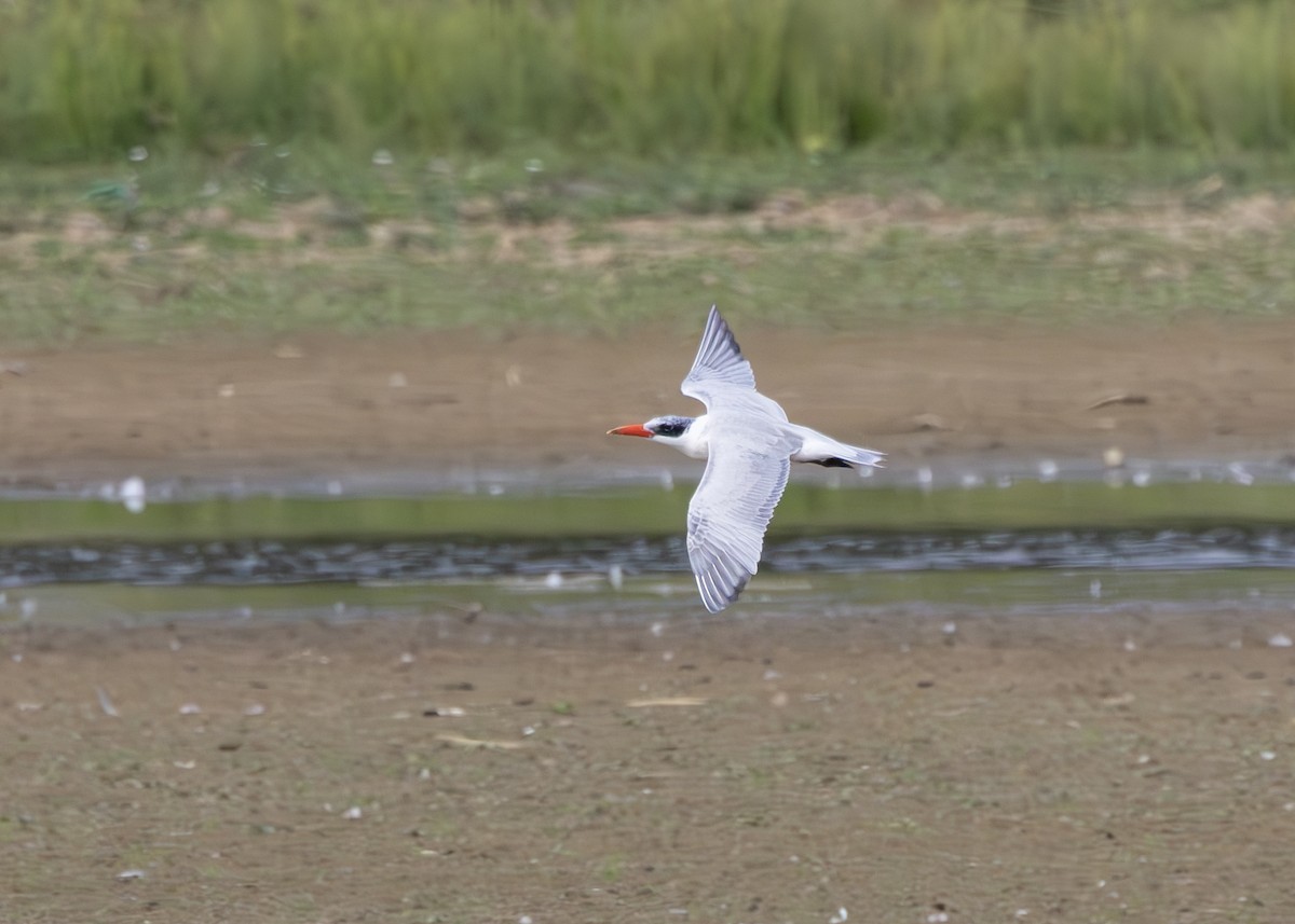 Морин хараалай - ML639560822