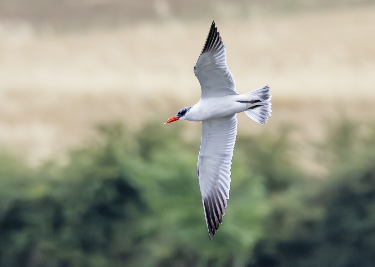 Морин хараалай - ML639560823