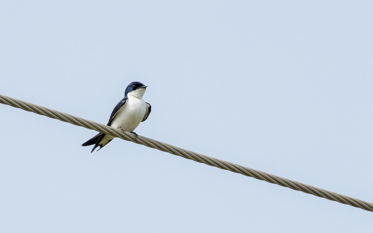 Pied-winged Swallow - ML639560863