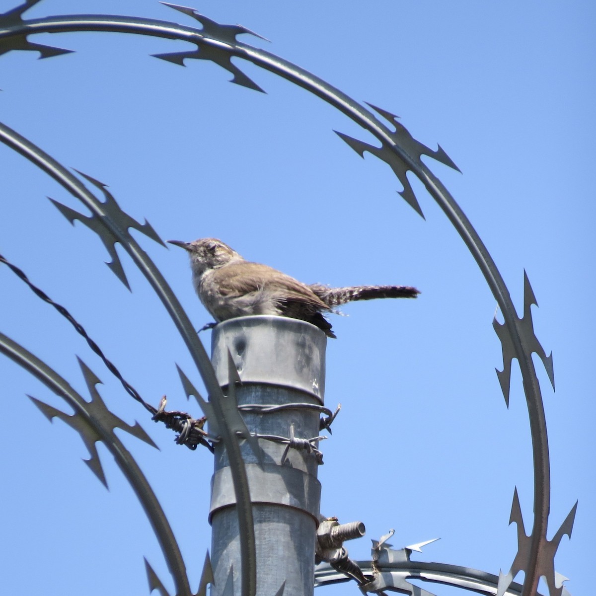 Bewick's Wren - ML639560877