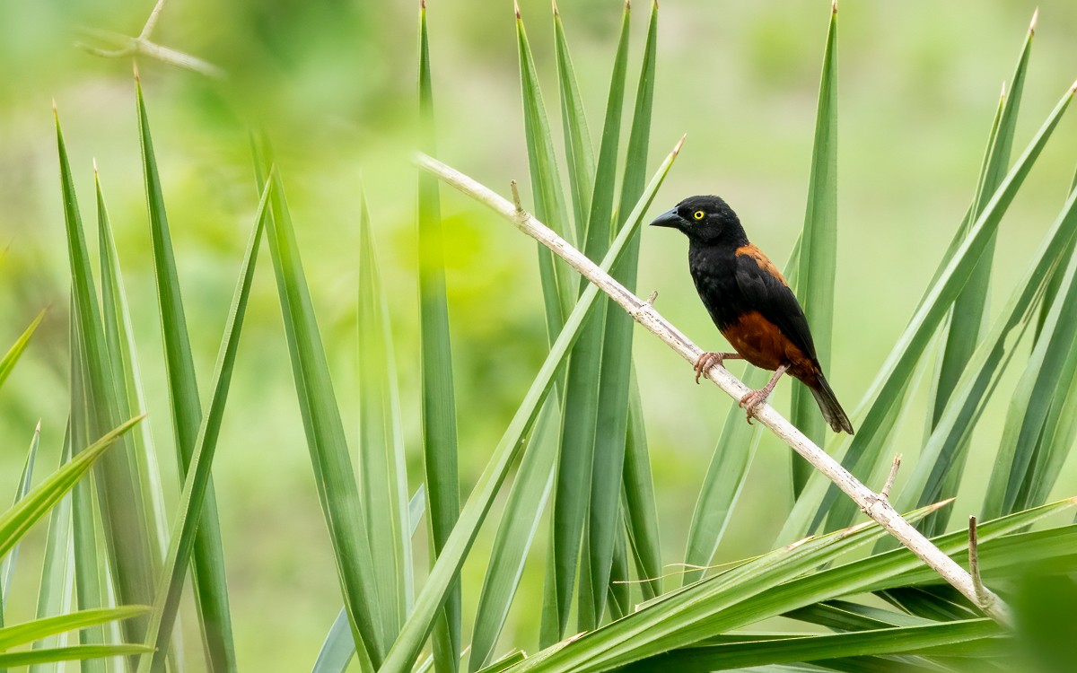 Chestnut-and-black Weaver - ML639560925