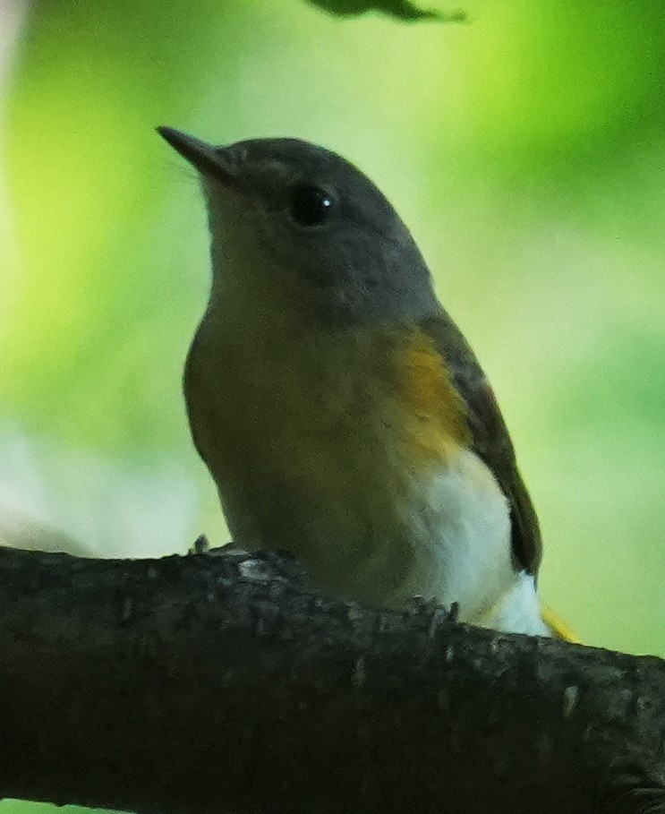 American Redstart - ML639560943
