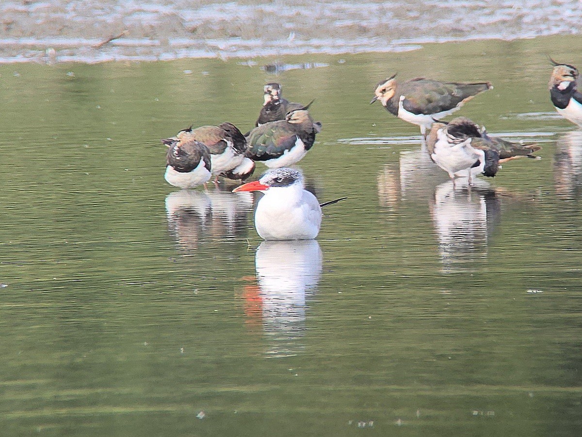 Морин хараалай - ML639560964