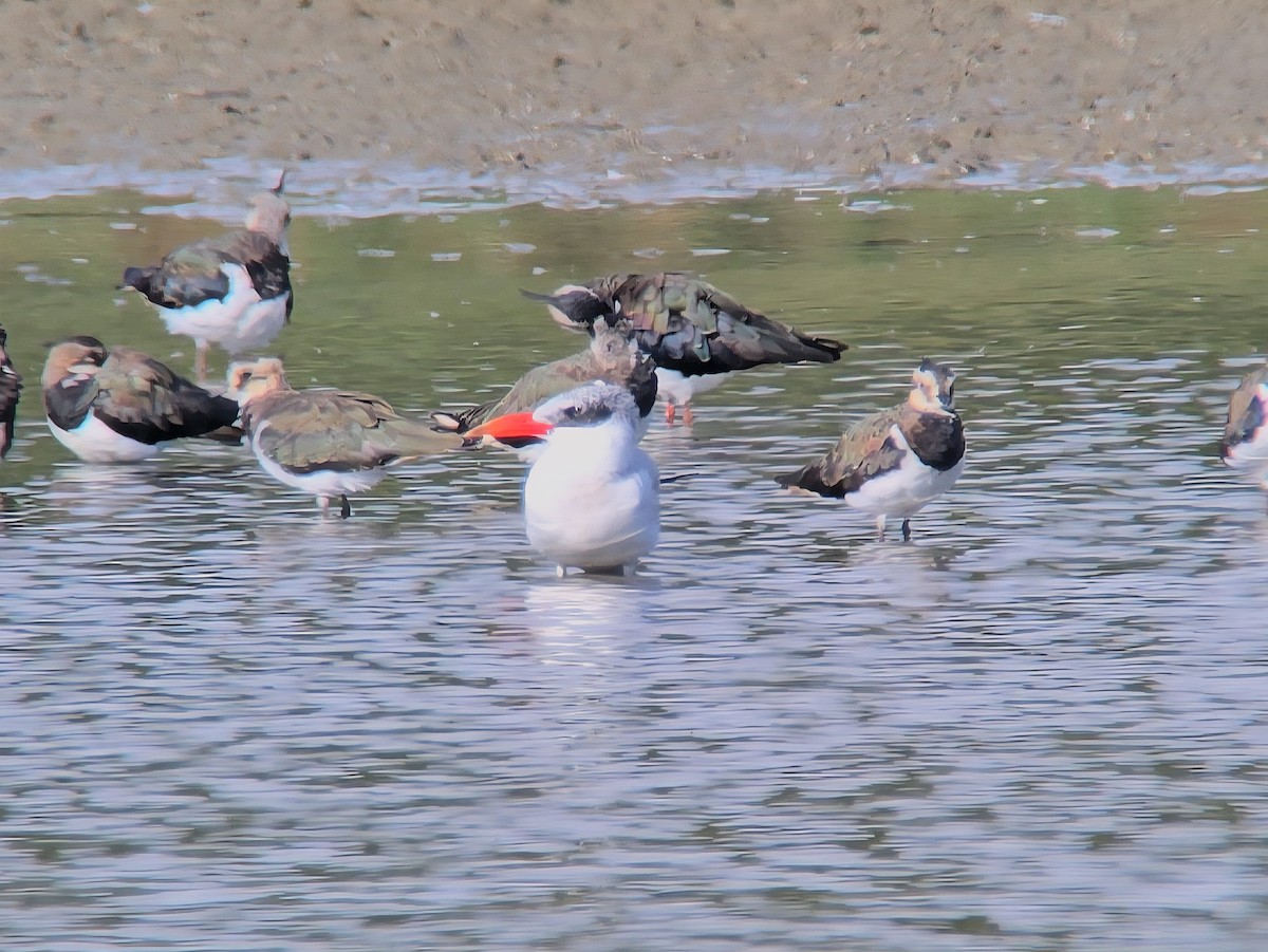 Морин хараалай - ML639560965