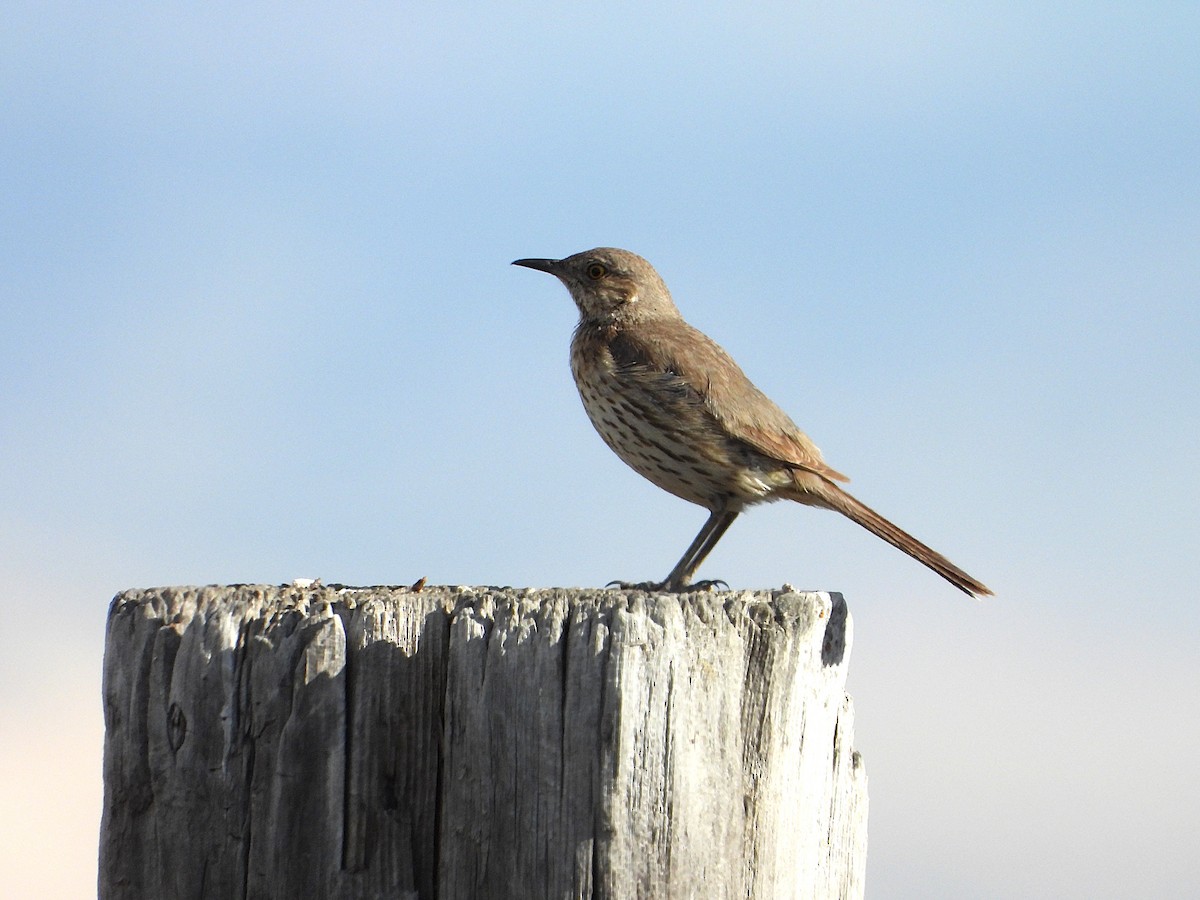 Sage Thrasher - ML639560966