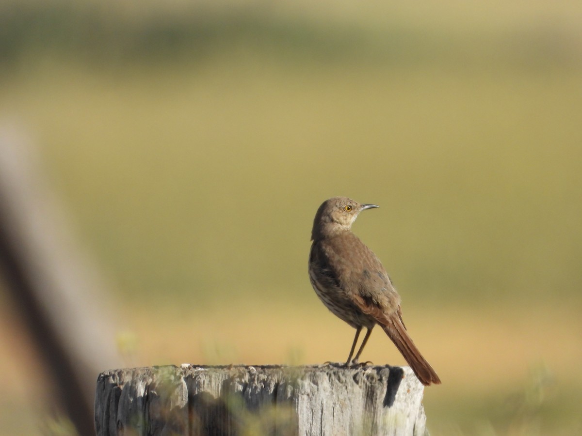 Sage Thrasher - ML639560967