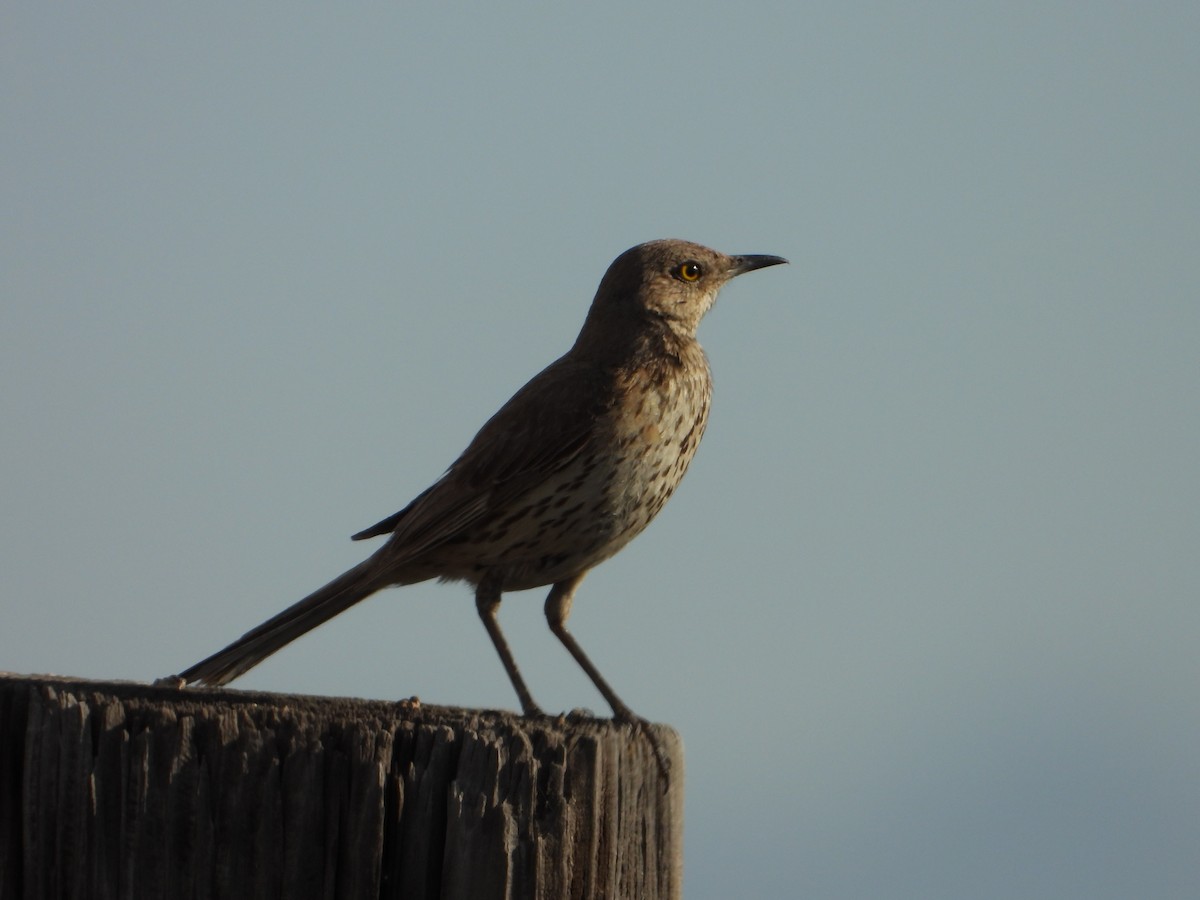 Sage Thrasher - ML639560968