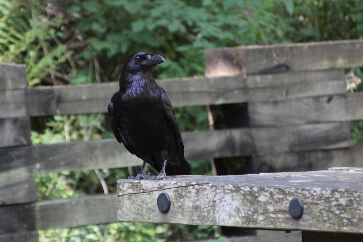 Common Raven - ML639561016
