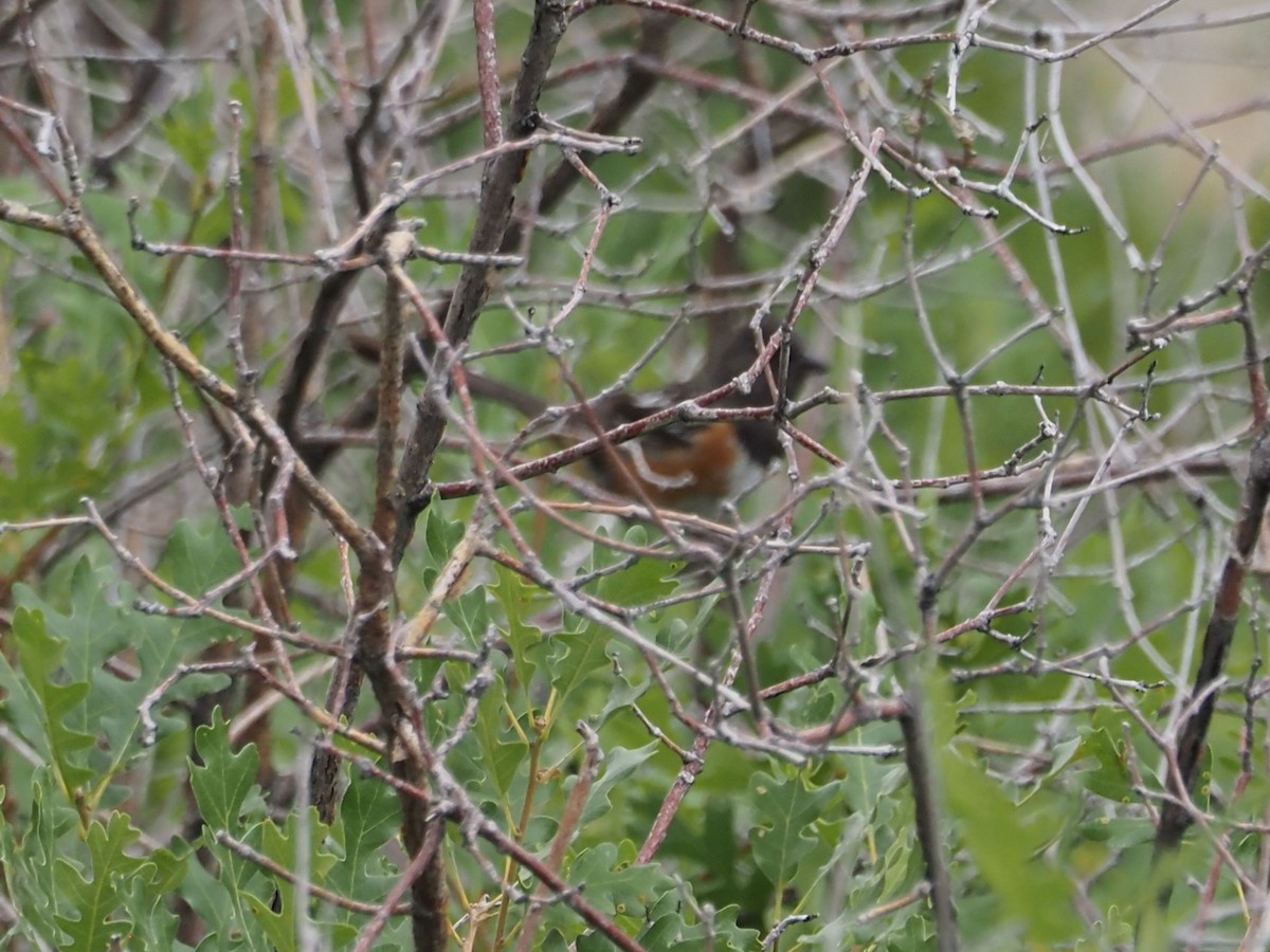 Spotted Towhee - ML639561018