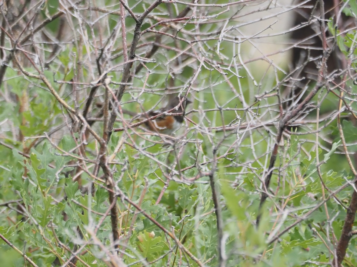 Spotted Towhee - ML639561019