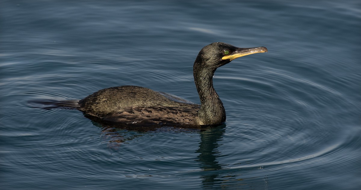 European Shag - ML639561020