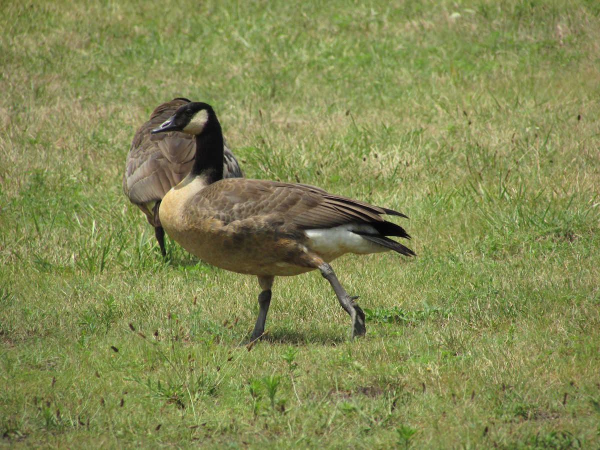 Canada Goose - ML639561040