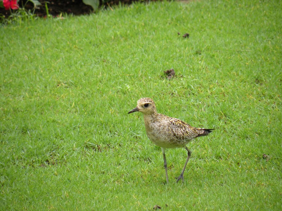 kulík pacifický - ML639561046