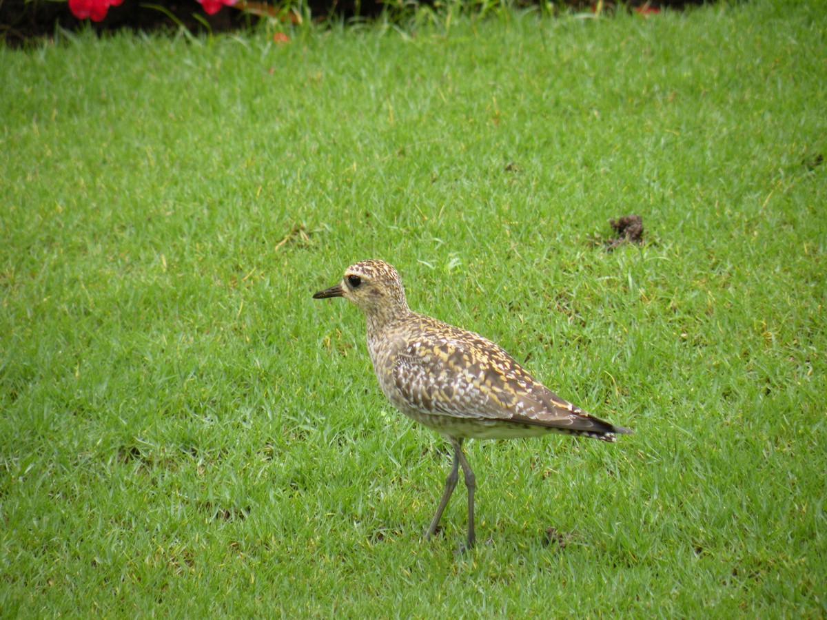 kulík pacifický - ML639561047