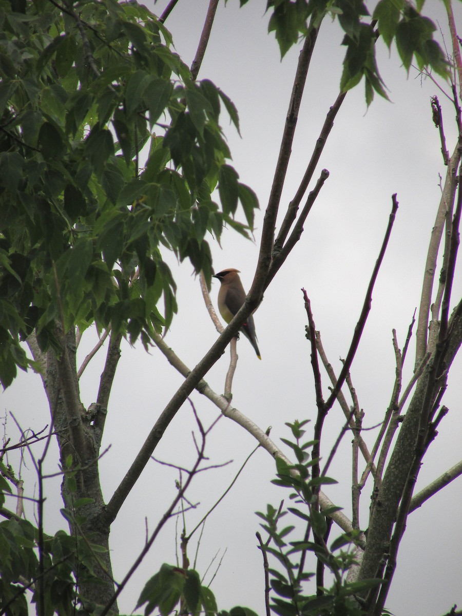 Cedar Waxwing - ML639561061