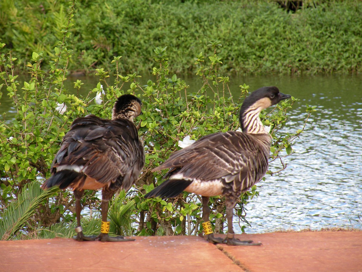 berneška havajská - ML639561066