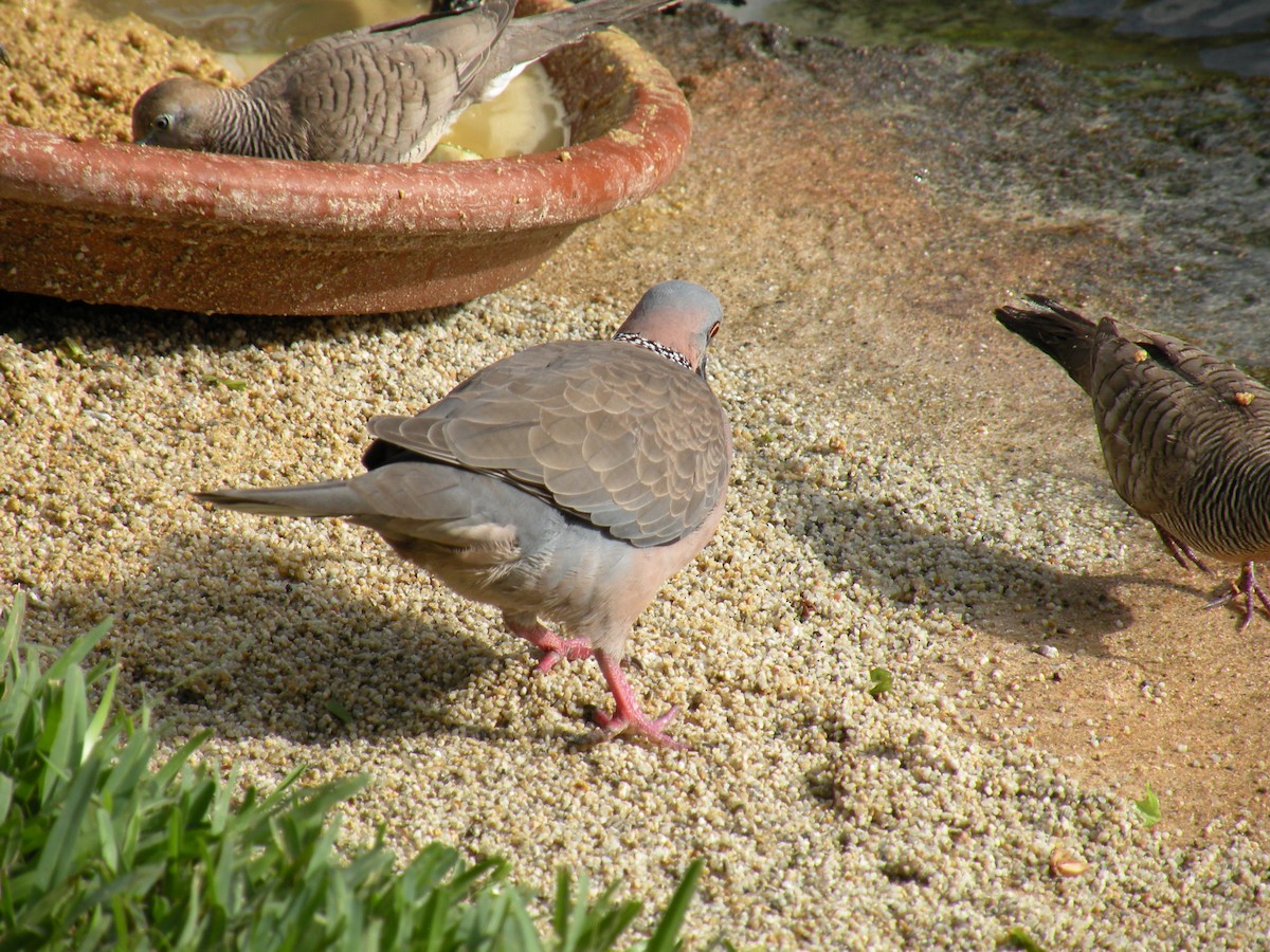 hrdlička kropenatá - ML639561106