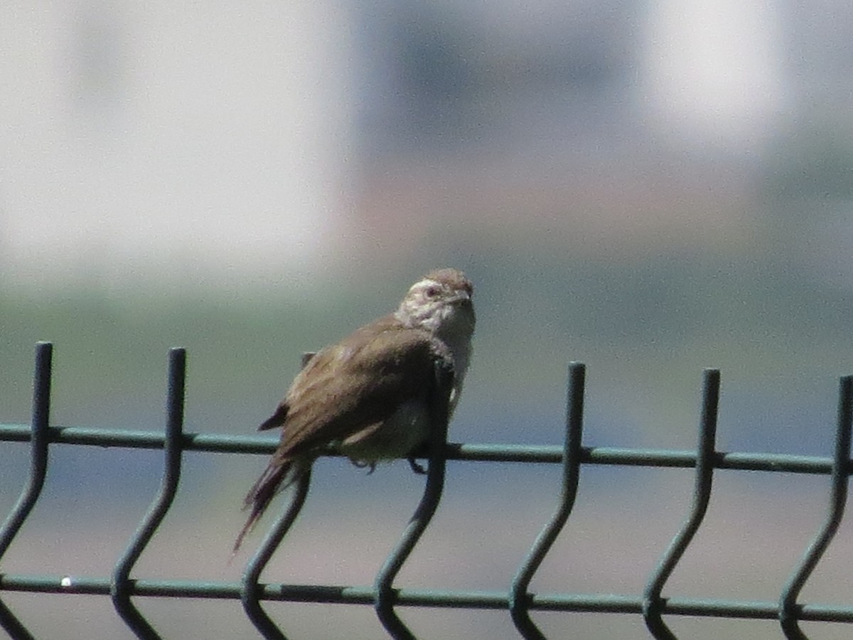 Bewick's Wren - ML639561126