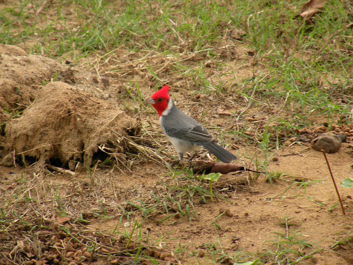 Red-crested Cardinal - ML639561140