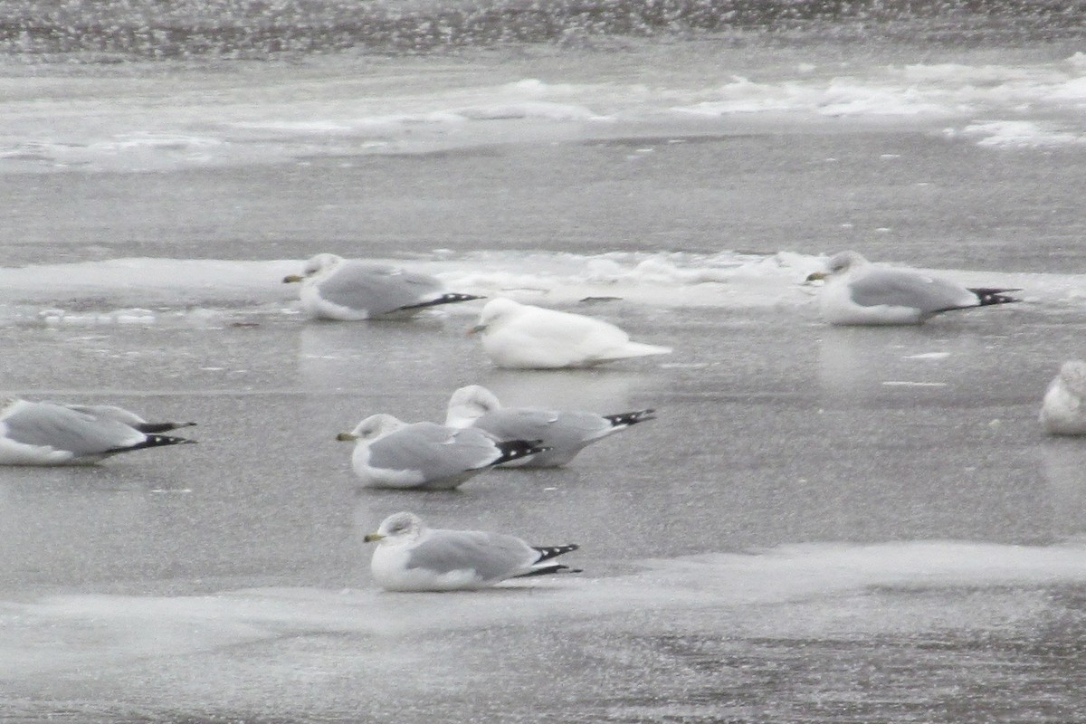 Ivory Gull - ML639561198
